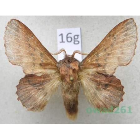 Phyllodesma tremulifolia (Hubner, 1810) male Bulgaria16g